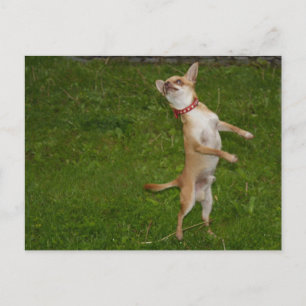 Sweet Charlie Chihuahua Briefkaart