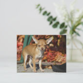 Sweet Charlie Chihuahua Briefkaart (Staand voorkant)