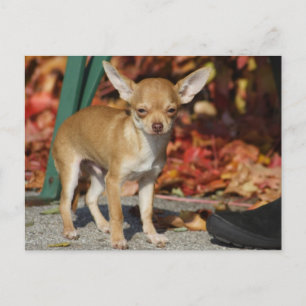 Sweet Charlie Chihuahua Briefkaart