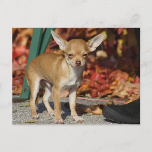 Sweet Charlie Chihuahua Briefkaart (Voorkant)