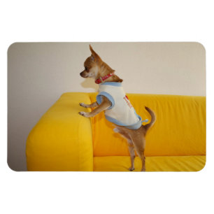 Sweet Charlie Chihuahua Magneet