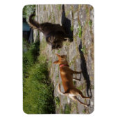 Sweet Charlie Chihuahua Magneet (Verticaal)