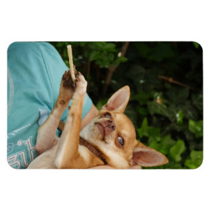Sweet Charlie Chihuahua Magneet