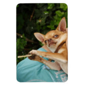 Sweet Charlie Chihuahua Magneet (Verticaal)
