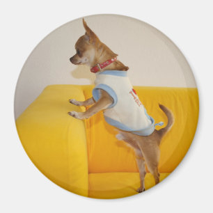 Sweet Charlie Chihuahua Magneet