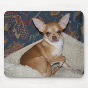 Sweet Charlie Chihuahua Muismat