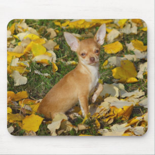 Sweet Charlie Chihuahua Muismat