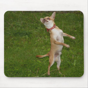 Sweet Charlie Chihuahua Muismat