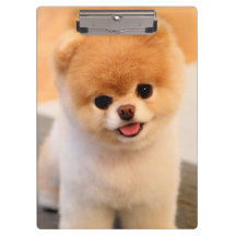 Sweet Charming Pomeranian