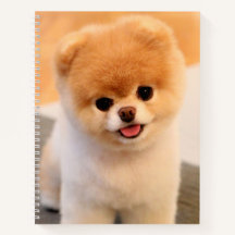 Sweet Charming Pomeranian Unique