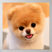 Sweet Charming Pomeranian Unique Poster (Voorkant)