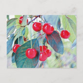 Sweet Cherries Briefkaart (Voorkant)