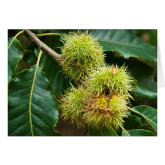 Sweet Chestnut