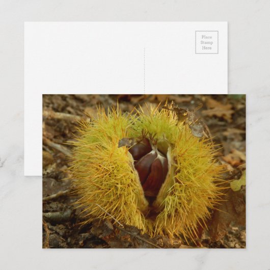 Sweet Chestnut Briefkaart (Voorkant / Achterkant)