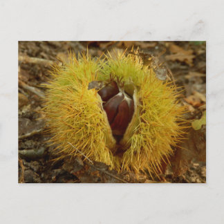 Sweet Chestnut Briefkaart