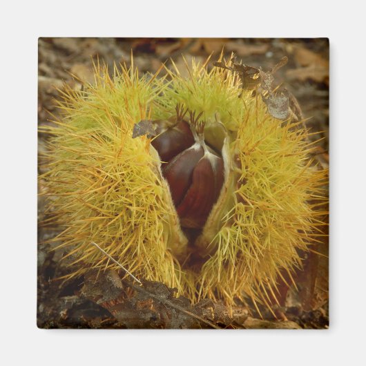 Sweet Chestnut Magnet (Voorkant)