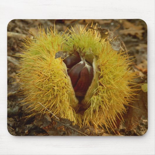Sweet Chestnut Mouse Mat Muismat (Voorkant)