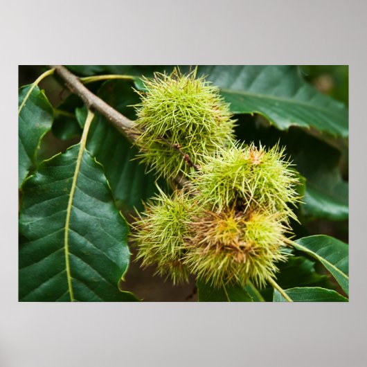 Sweet Chestnut Poster (Voorkant)