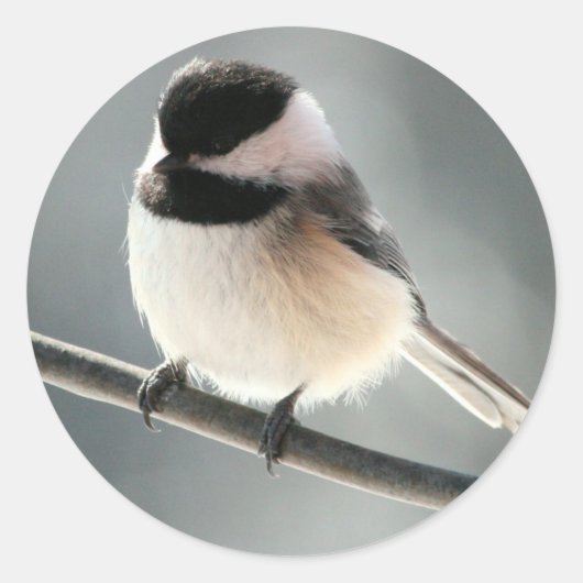 Sweet Chick Stickers (Voorkant)