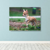 Sweet Chihuahua Puppy Gundog Wannabe Canvas Afdruk (Insitu (Houten vloer))