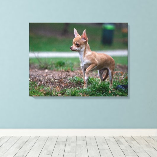 Sweet Chihuahua Puppy Gundog Wannabe Canvas Afdruk (Insitu (Houten vloer))