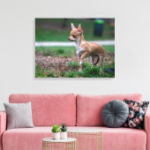 Sweet Chihuahua Puppy Gundog Wannabe Canvas Afdruk (Insitu (Woonkamer))