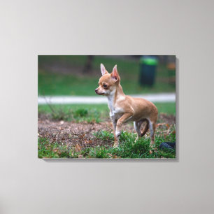 Sweet Chihuahua Puppy Gundog Wannabe Canvas Afdruk
