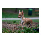 Sweet Chihuahua Puppy Gundog Wannabe Perfect Poster (Voorkant)