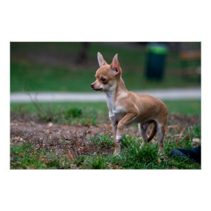 Sweet Chihuahua Puppy Gundog Wannabe Perfect Poster