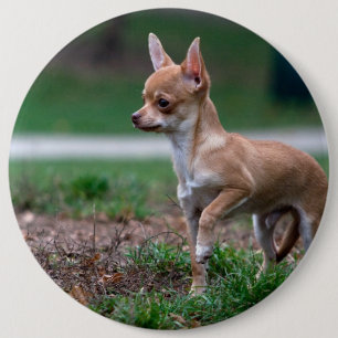 Sweet Chihuahua Puppy Gundog Wannabe Ronde Button 6,0 Cm