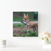 Sweet Chihuahua Puppy Gundog Wannabe Vierkante Klok (Huis)