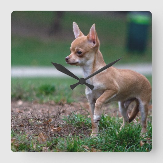 Sweet Chihuahua Puppy Gundog Wannabe Vierkante Klok (Voorkant)