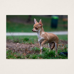 Sweet Chihuahua Puppy Gundog Wannabe Visitekaartje