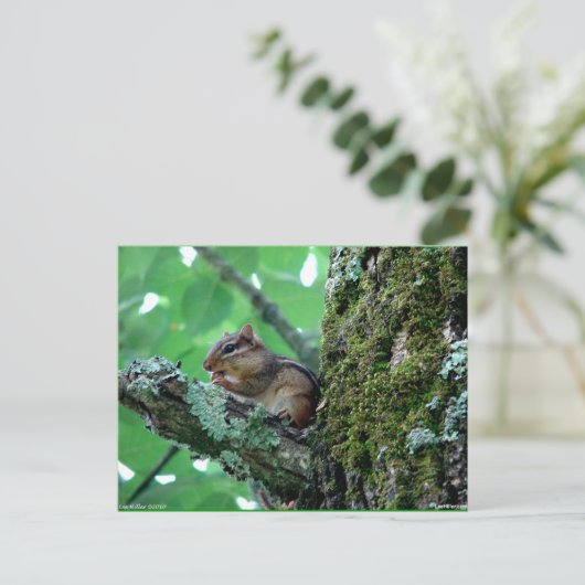 Sweet Chipmunk in een boom Apparel en Gifts Briefkaart (Staand voorkant)