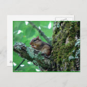 Sweet Chipmunk in een boom Apparel en Gifts Briefkaart (Voorkant / Achterkant)