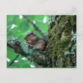 Sweet Chipmunk in een boom Apparel en Gifts Briefkaart (Voorkant)