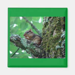 Sweet Chipmunk in een boom Apparel en Gifts Magneet