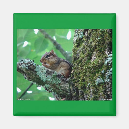 Sweet Chipmunk in een boom Apparel en Gifts Magneet (Voorkant)