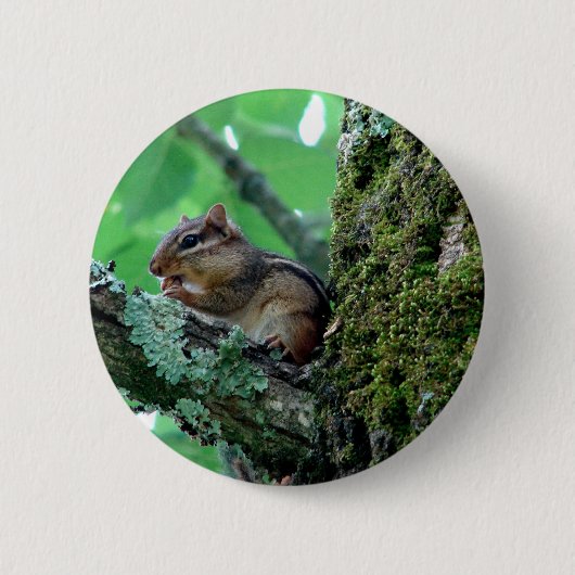 Sweet Chipmunk in een boom Apparel en Gifts Ronde Button 5,7 Cm (Voorkant)