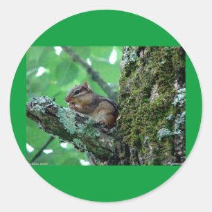 Sweet Chipmunk in een boom Apparel en Gifts Ronde Sticker