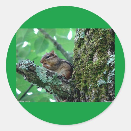 Sweet Chipmunk in een boom Apparel en Gifts Ronde Sticker (Voorkant)