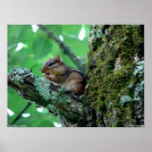 Sweet Chipmunk in een Poster met bomen (Voorkant)