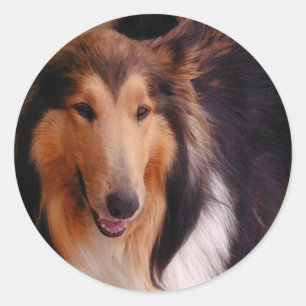 Sweet Collie Ronde Sticker