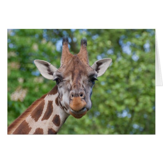 Sweet Curios-Giraffe (Voorkant Horizontaal)