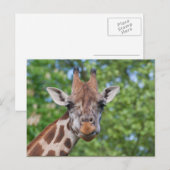 Sweet Curios-Giraffe Briefkaart (Voorkant / Achterkant)