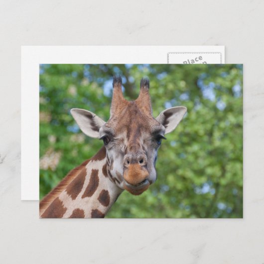 Sweet Curios-Giraffe Briefkaart (Voorkant / Achterkant)