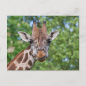 Sweet Curios-Giraffe Briefkaart (Voorkant)