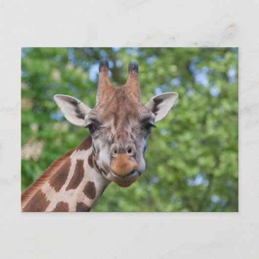 Sweet Curios-Giraffe Briefkaart (Voorkant)