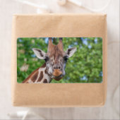 Sweet Curios-Giraffe Etiket (Insitu)