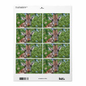 Sweet Curios-Giraffe Etiket (Full Sheet)
